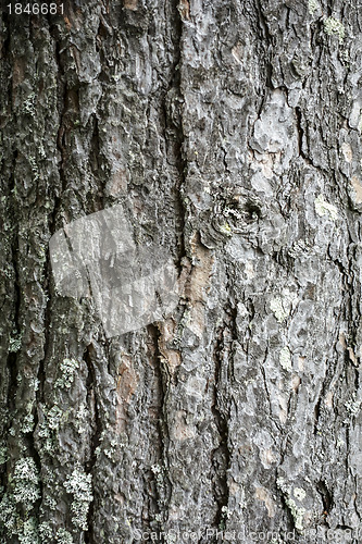 Image of Texture of tree bark