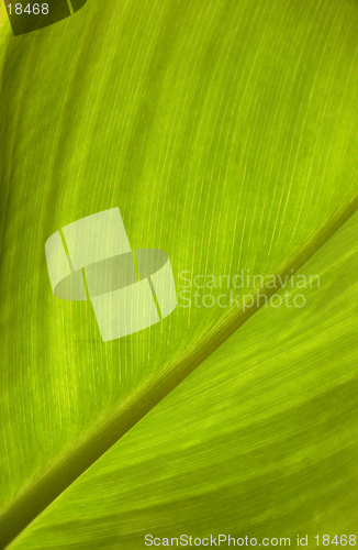 Image of green leaf texture