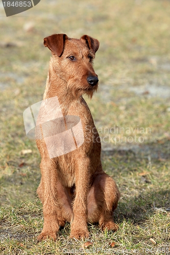 Image of Irish Terrier 