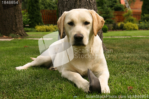 Image of Yellow labrador retriever