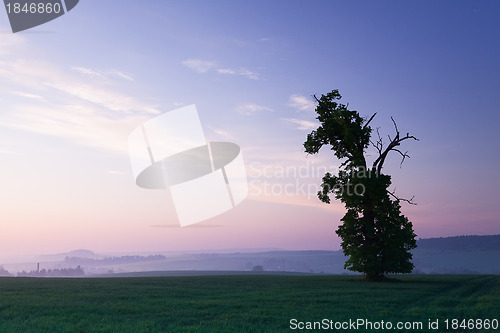 Image of Memorable oak