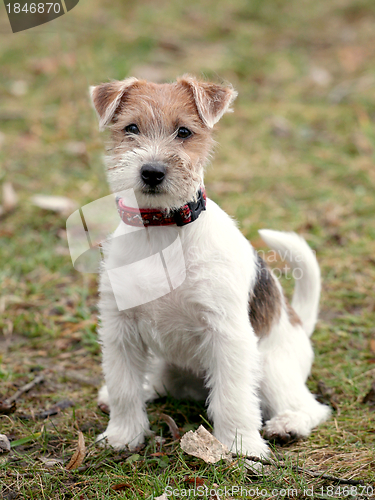 Image of Jack Russel Terrier