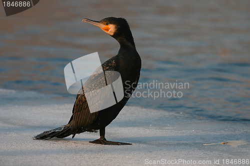 Image of Cormorant