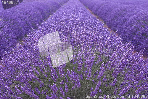 Image of Lavanders field