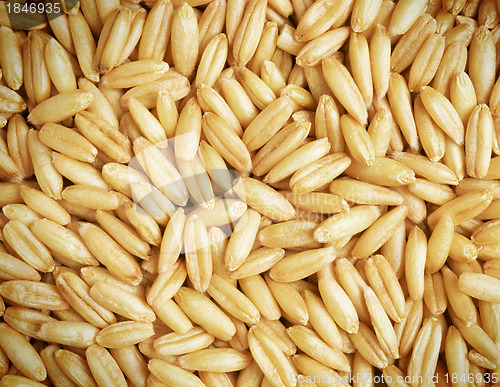 Image of Whole wheat grains close up background
