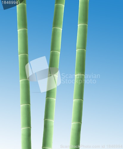 Image of Bamboo Border