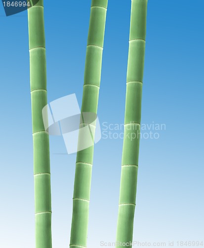 Image of Bamboo Border