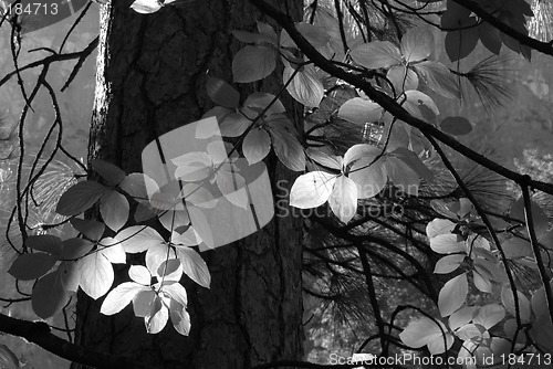 Image of Black and White image of sun streaming through forest lighting l
