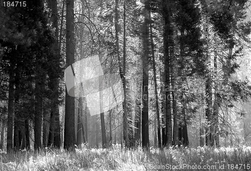 Image of Black and white image of a forest with mist among the trees