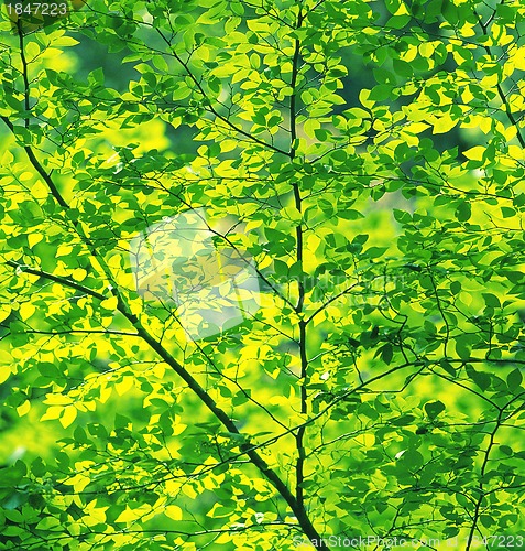 Image of Green oak leaves