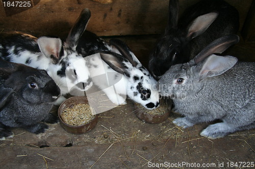Image of sweet bunny rabbits family