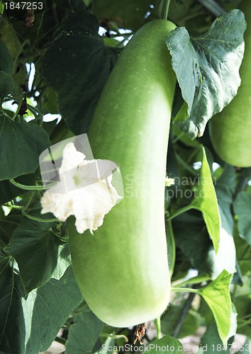 Image of Eggplant in a hothouse