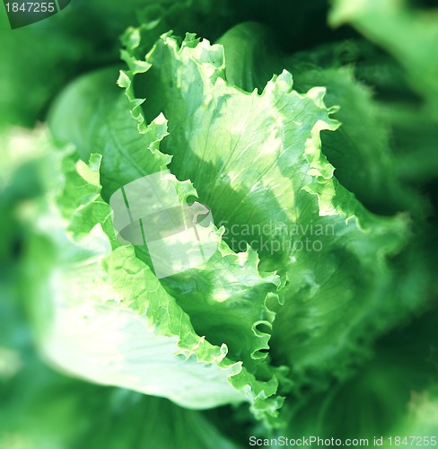 Image of fresh cabbage in the vegetable garden