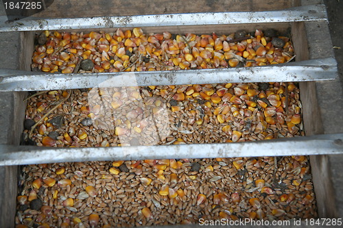 Image of chicken feed