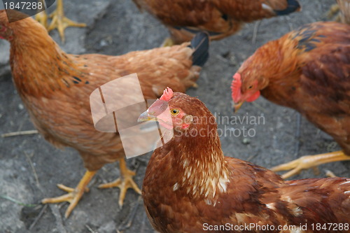 Image of Brown hens with focus on middle hen