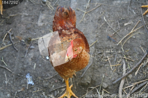Image of Brown hen