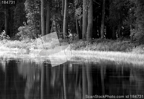 Image of Black and white image of trees and foliage reflecting into a Yos