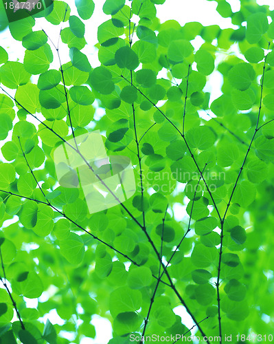 Image of Green oak leaves