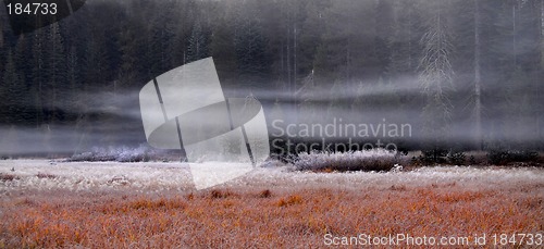 Image of A meadow in Yosemite on a frosty morning