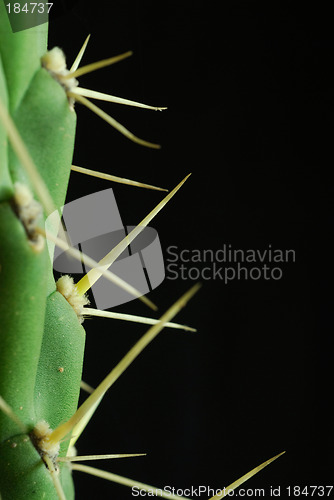 Image of close cactus