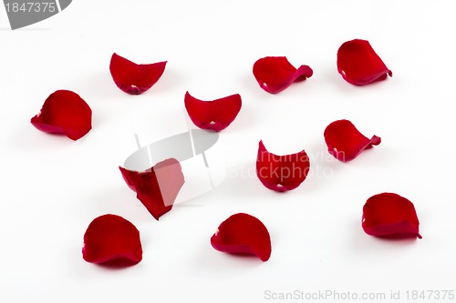 Image of Rose petals isolated on white