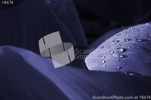 Image of morning drops