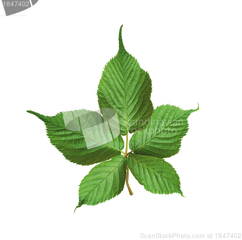 Image of Green leaves isolated on white background