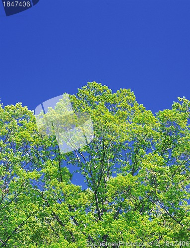 Image of Green oak leaves