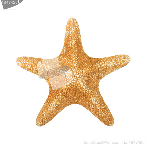 Image of an orange seastar isolated on white background