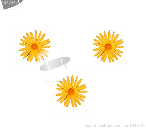 Image of meadow yellow flower on a white background