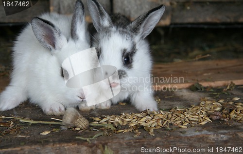 Image of Feeding rabbits on animal farm in rabbit-hutch