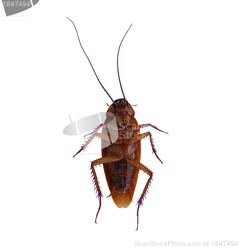 Image of Cockroach