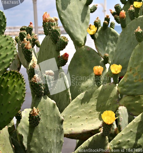 Image of Detail of cactus