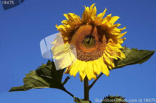 Image of the sunflower