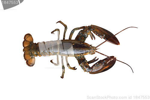 Image of Crayfish isolated on white background