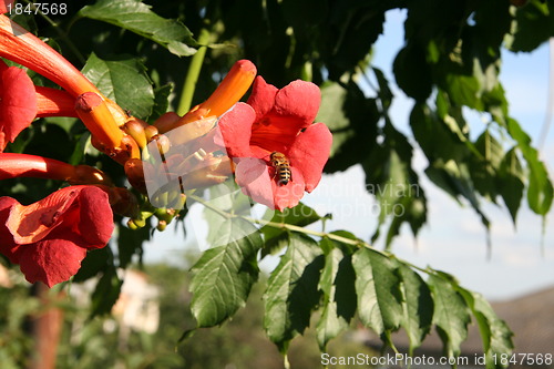 Image of Bumblebee collection pollen on the red flower