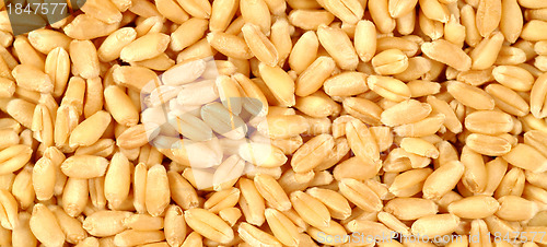 Image of Grains of wheat close-up