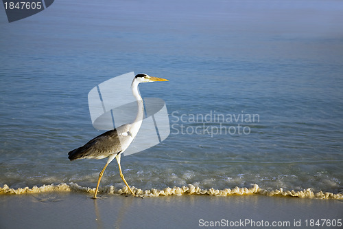 Image of Heron