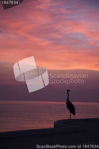 Image of Silhouette of a heron