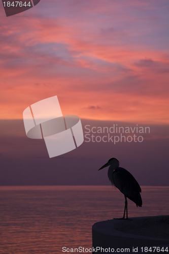 Image of Silhouette of a heron