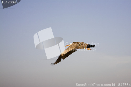 Image of Flight