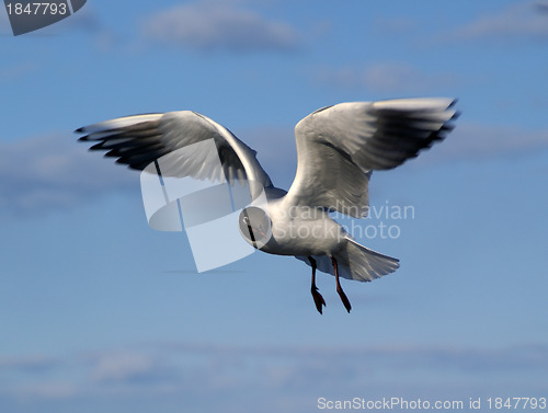 Image of The gull in the cloudy sky
