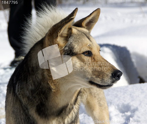 Image of Dog on snow