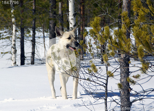 Image of White dog in winter forest