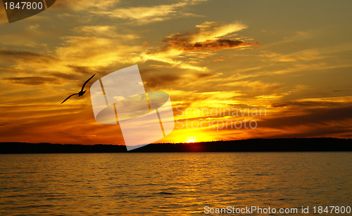 Image of Sunset on a lake and the gull 