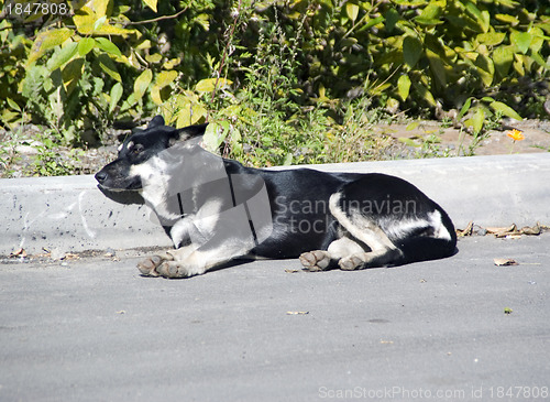 Image of Dog sleeps outside