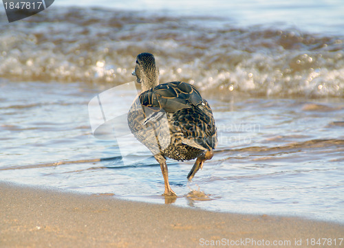 Image of The run of duck to water 