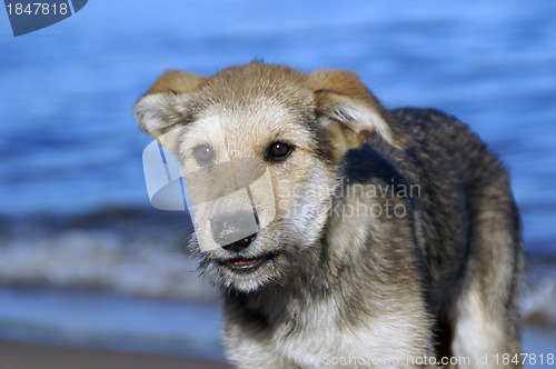 Image of Shaggy puppy