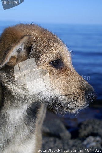 Image of Face of shaggy young dog