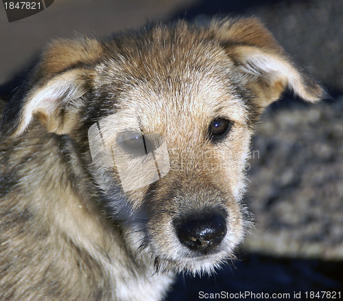 Image of Portrait of small puppy